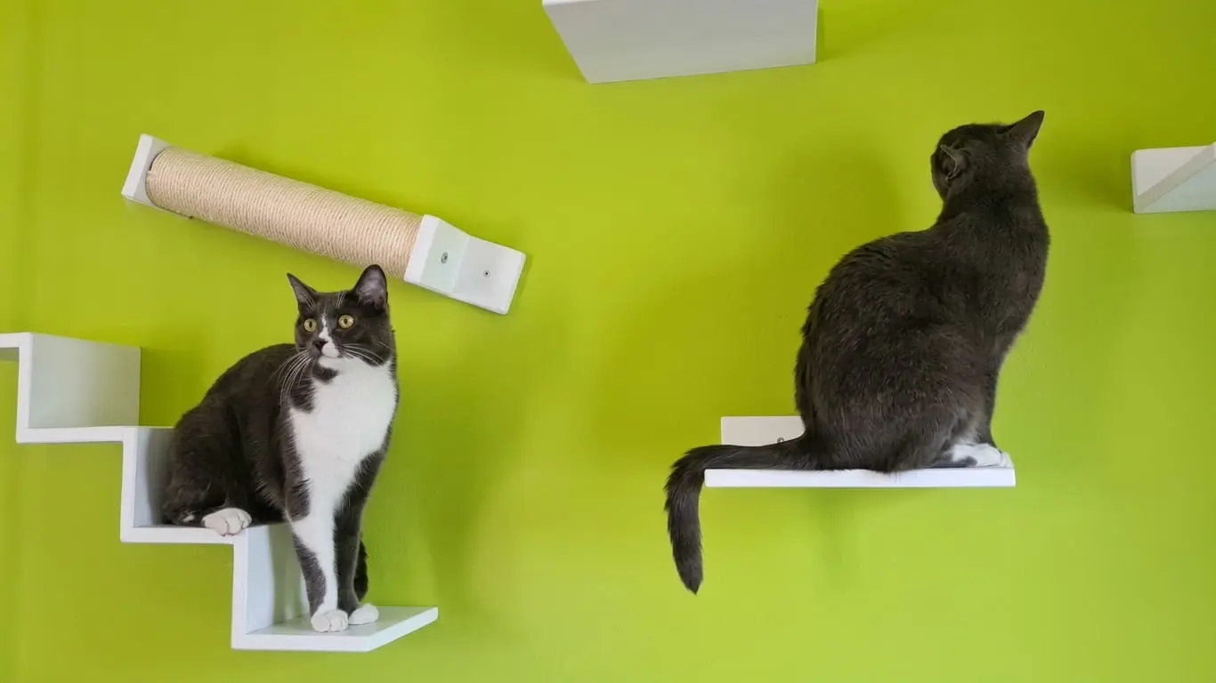 Come creare una casa adatta al gatto