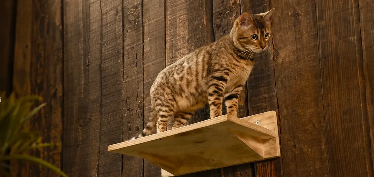 Progetto in legno per gatti